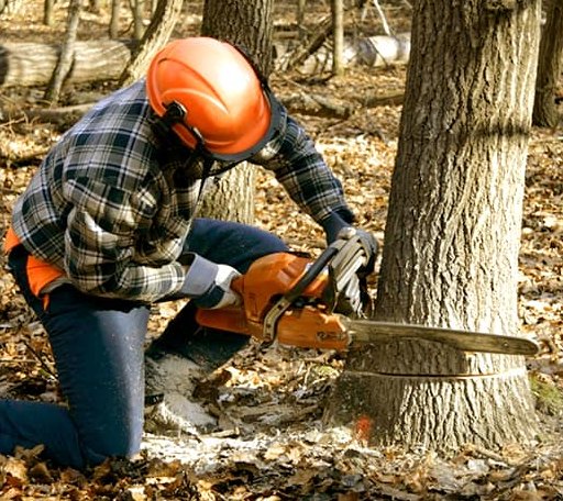 Tree Removal in Cherryfield, ME